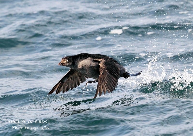 エトロフウミスズメは、冬鳥として北日本の洋上に渡来_b0346933_07473903.jpg