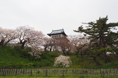 松前・松前公園周辺の桜を散策_b0042334_16223219.jpg