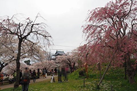 松前・松前公園周辺の桜を散策_b0042334_16234118.jpg