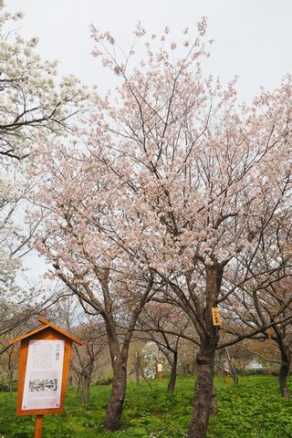 松前・松前公園周辺の桜を散策_b0042334_16241015.jpg