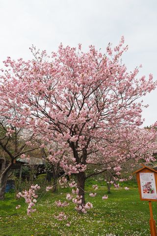 松前・松前公園周辺の桜を散策_b0042334_16242381.jpg