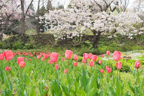 松前・松前公園周辺の桜を散策_b0042334_1624428.jpg