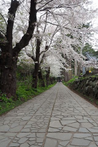 松前・松前公園周辺の桜を散策_b0042334_1626217.jpg