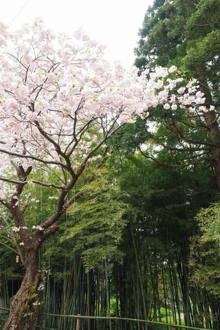 松前・松前公園周辺の桜を散策_b0042334_1626852.jpg