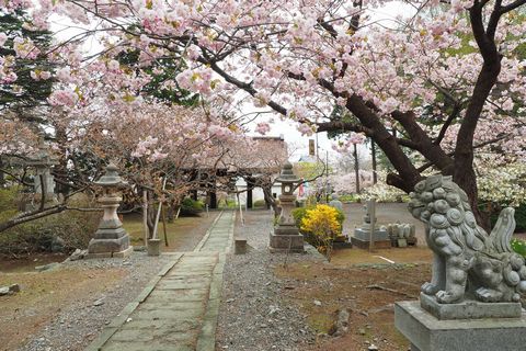 松前・松前公園周辺の桜を散策_b0042334_1628466.jpg