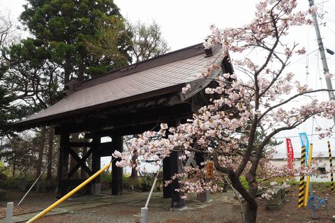 松前・松前公園周辺の桜を散策_b0042334_16285757.jpg