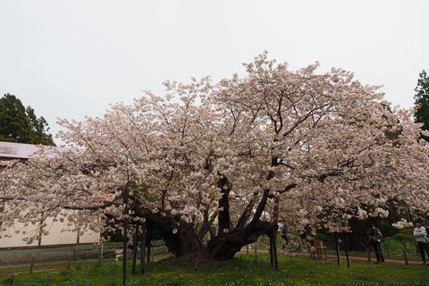 松前・松前公園周辺の桜を散策_b0042334_1630579.jpg