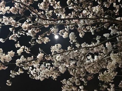 a0053036_08501267.jpeg