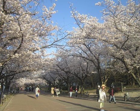満開の桜の中_b0177436_21180816.jpg