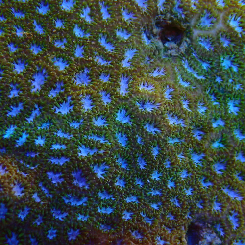 入荷情報~海水魚・サンゴ~_d0221436_23122333.jpg