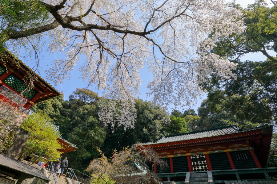 春の久能山東照宮_d0377637_20181831.jpg