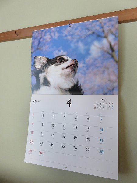18年4月1日 4月のカレンダーも小太郎くん 今日の風に吹かれましょう
