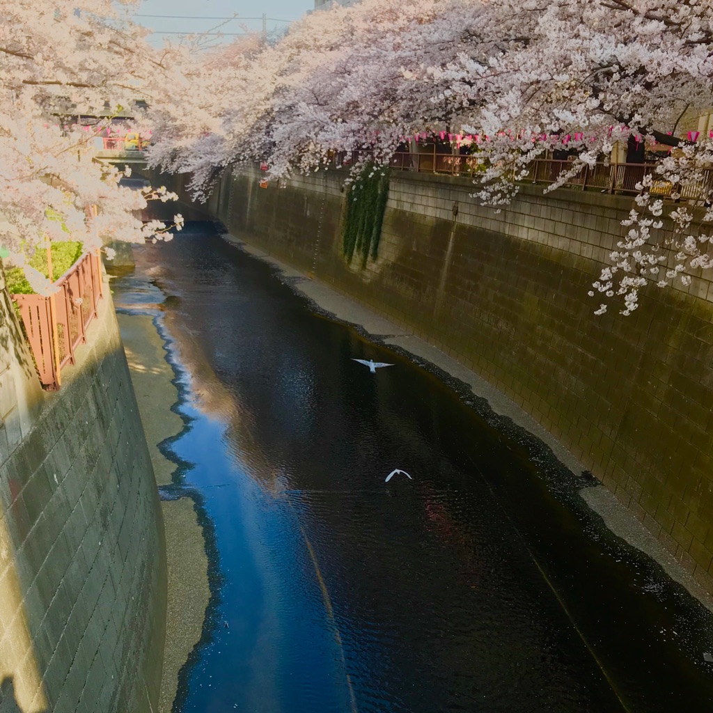 桜の季節に_a0060141_71086.jpg