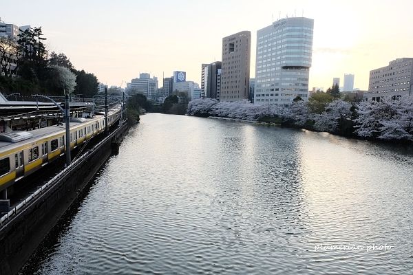 黄色い電車で桜。_d0352941_23224895.jpeg