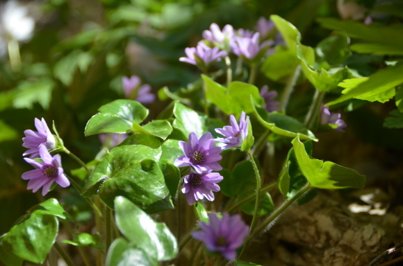 c0202242_08404400.jpg