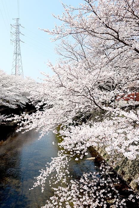 Happy*フォトレッスン・桜編_b0049843_8244932.jpg