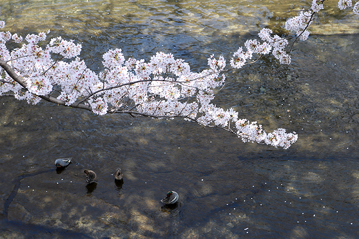 Happy*フォトレッスン・桜編_b0049843_825314.jpg