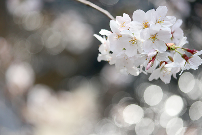 Happy*フォトレッスン・桜編_b0049843_8254779.jpg