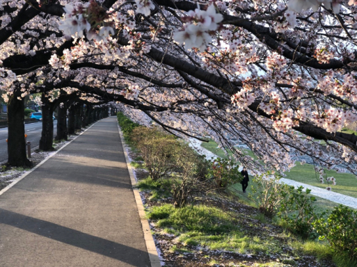忙中閑あり、仕事先、土手沿いの桜を歩いてみる。また楽しからずや_d0057843_09311117.jpg