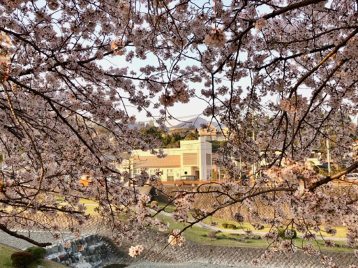 忙中閑あり、仕事先、土手沿いの桜を歩いてみる。また楽しからずや_d0057843_09312855.jpg