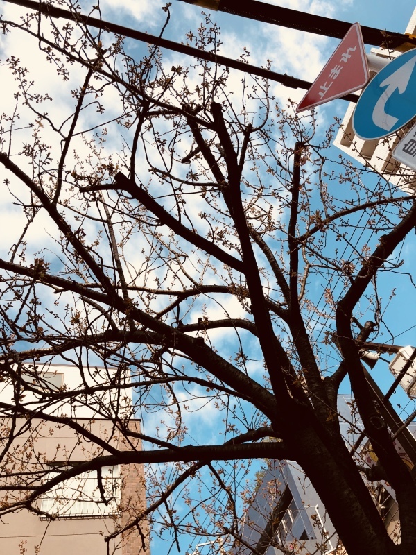 はい4月です。八重桜はもう少しかな。&4月2日(月)のランチメニュー_d0243849_15263602.jpeg