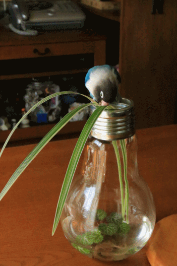 c0145250_08505952.gif