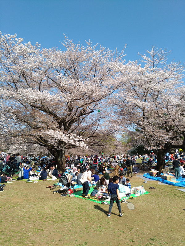 お花見日より_c0058052_22500653.jpg