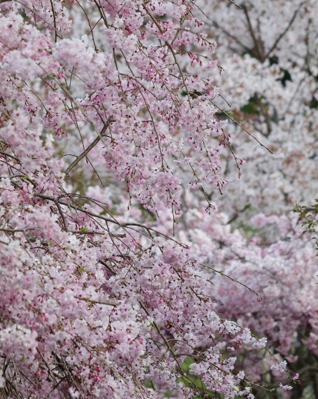 桜6_c0294553_15395750.jpg