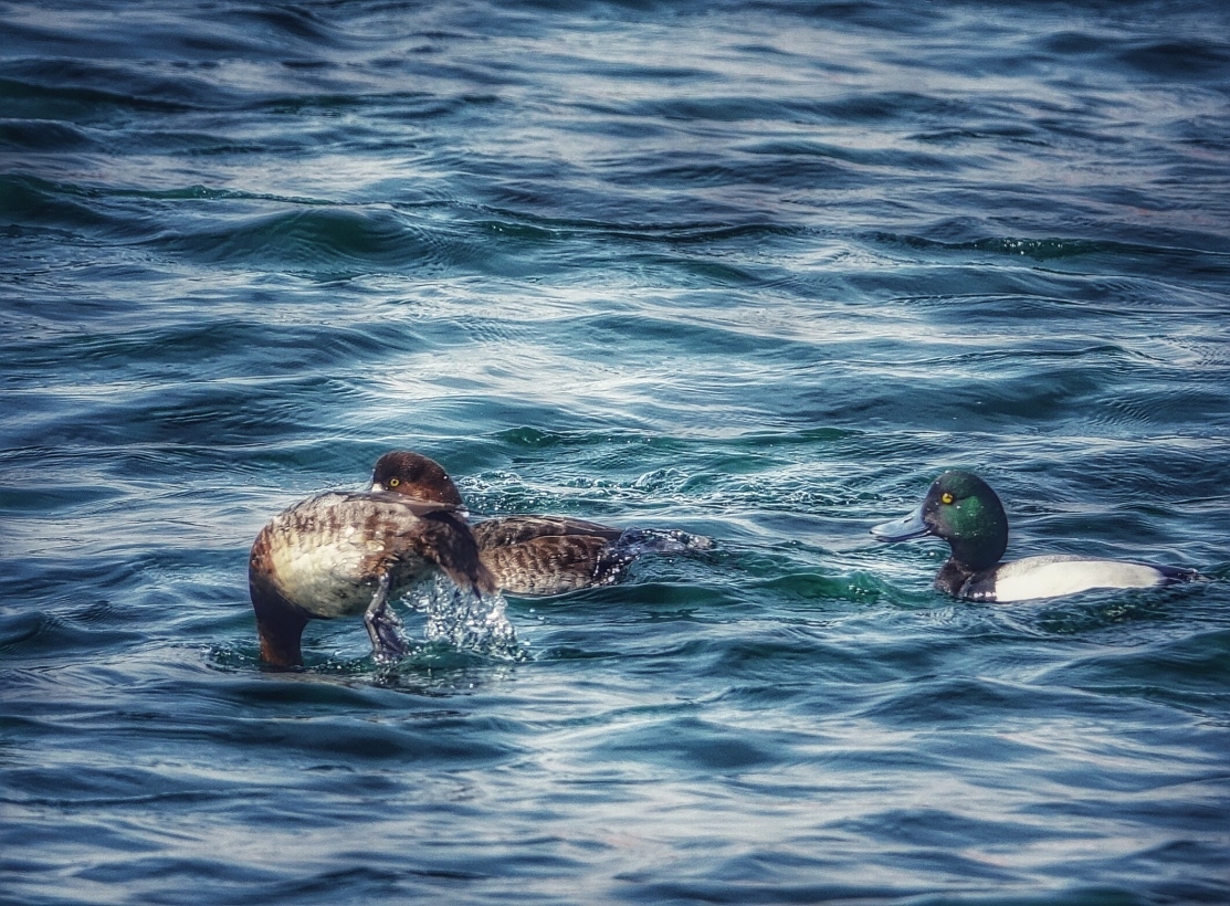 2018 冬鳥シリーズ　続編 No.7_f0038653_21210207.jpg