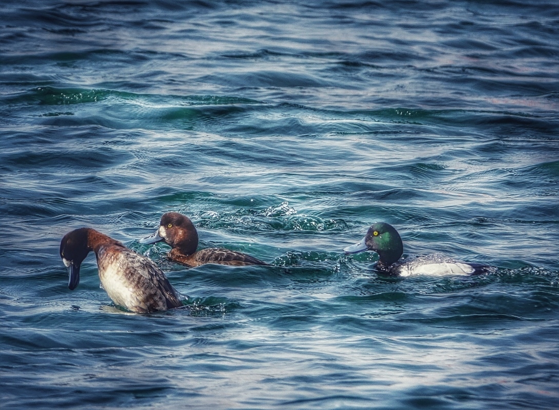 2018 冬鳥シリーズ　続編 No.7_f0038653_21211346.jpg