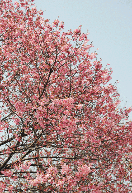 3月31日　嶺公園 陽光 花盛り_a0001354_23534126.gif