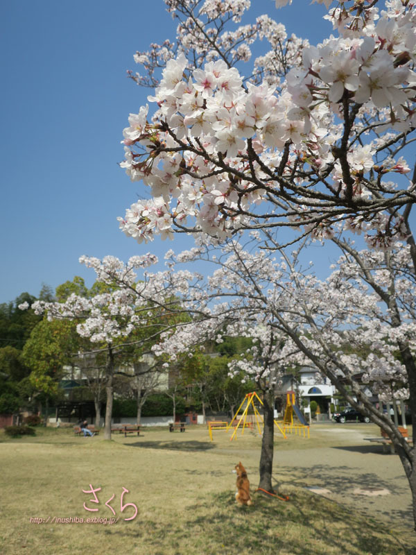 yamatoと桜_a0286855_07475963.jpg