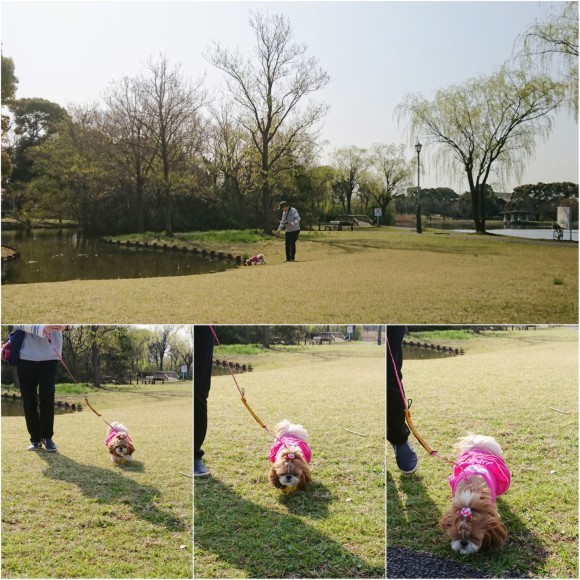 ３月末日    名残の桜ハンターＺ  みさと公園_b0306158_13571353.jpg