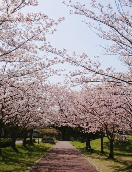 ３月末日    名残の桜ハンターＺ  みさと公園_b0306158_14182619.jpg