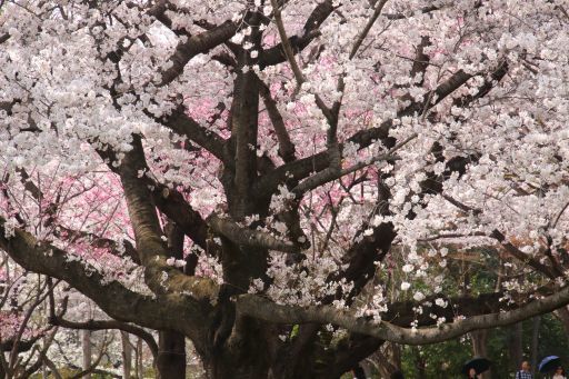 春爛漫・昭和記念公園　　　　　　　　　　　　　　　　     　2018/3/29_b0168360_04575365.jpg