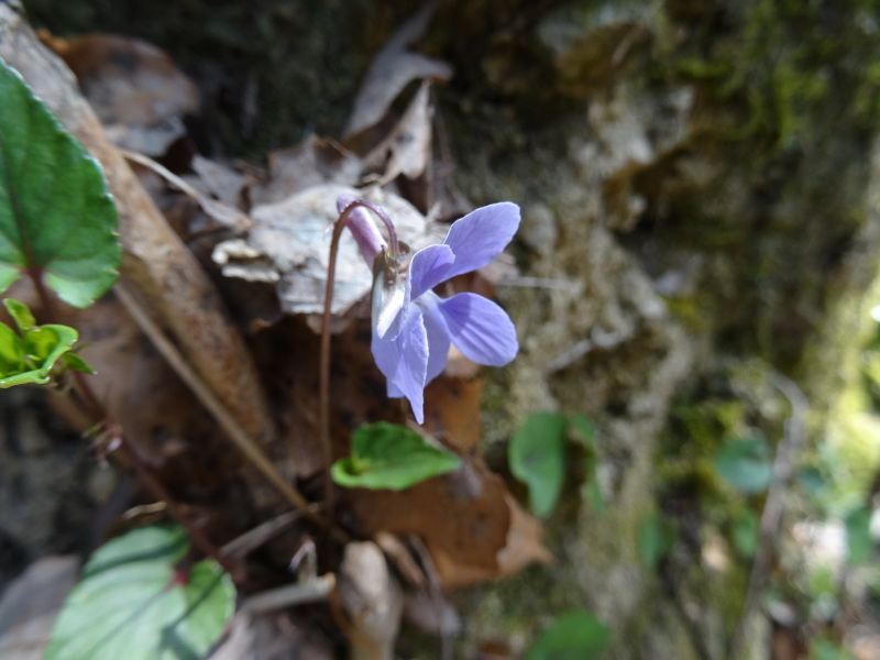 ZooCan企画「里山でお花見と山菜探し。原木シイタケの収穫と菌の植え付け体験」_c0108460_21234240.jpg