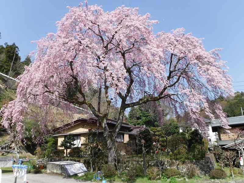丹沢ハイキングと山麓のしだれ桜 ひとり山岳会 片雲の風 丹沢ハイキングと山麓のしだれ桜 ひとり山岳会 片雲の風