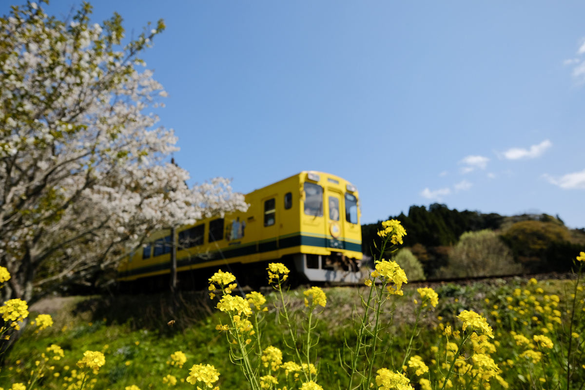 春房総の花の宴～Ⅲ_c0084666_21592758.jpg