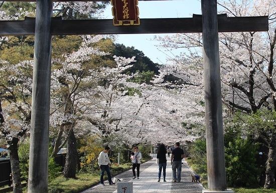 3月31日　高麗神社の桜_c0122967_17335552.jpg