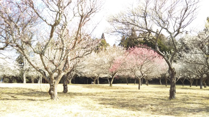 土気の梅園_c0147967_21101729.jpg