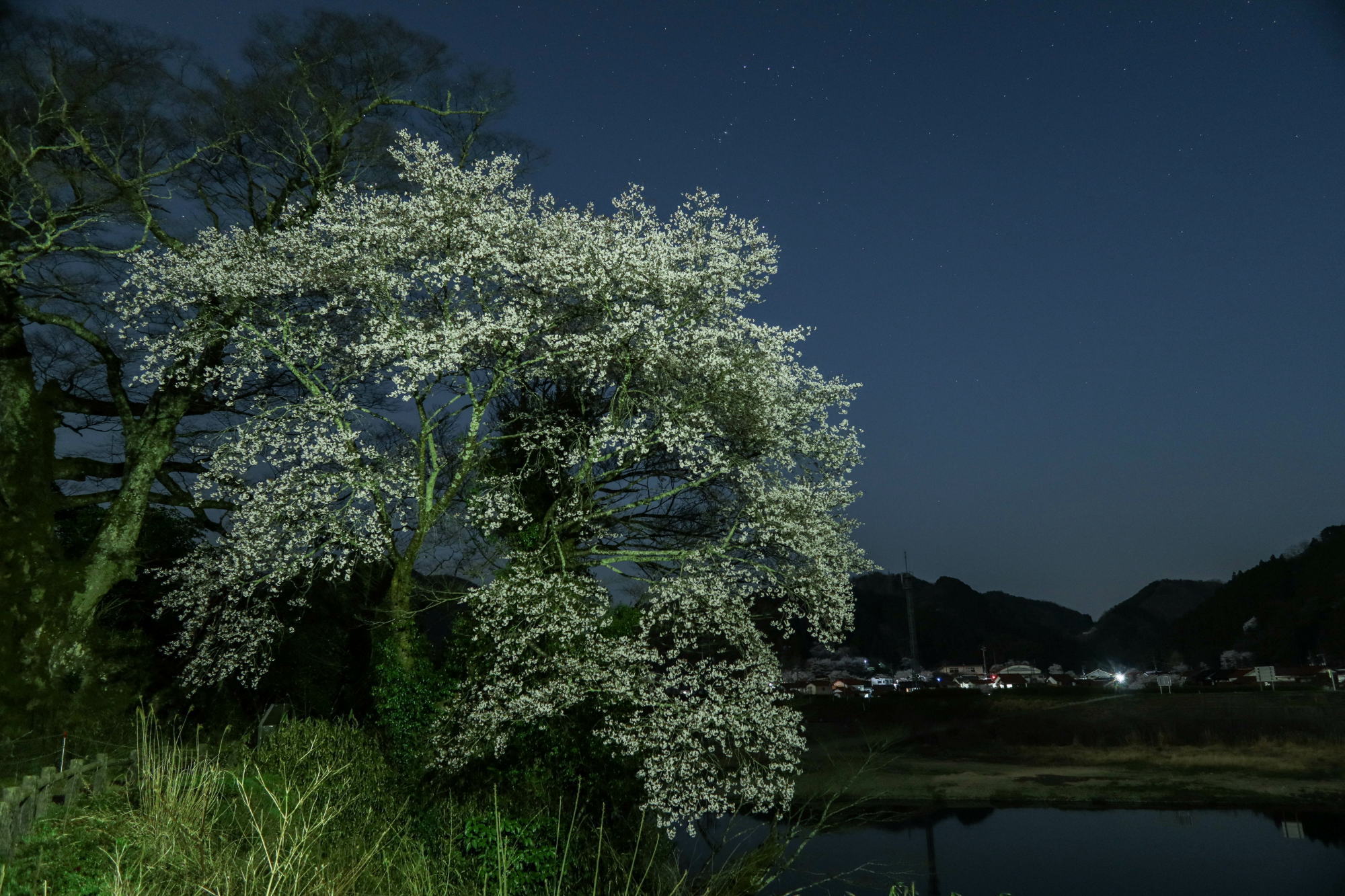 G1XMarkⅢで夜桜を撮る_e0015567_20582015.jpg