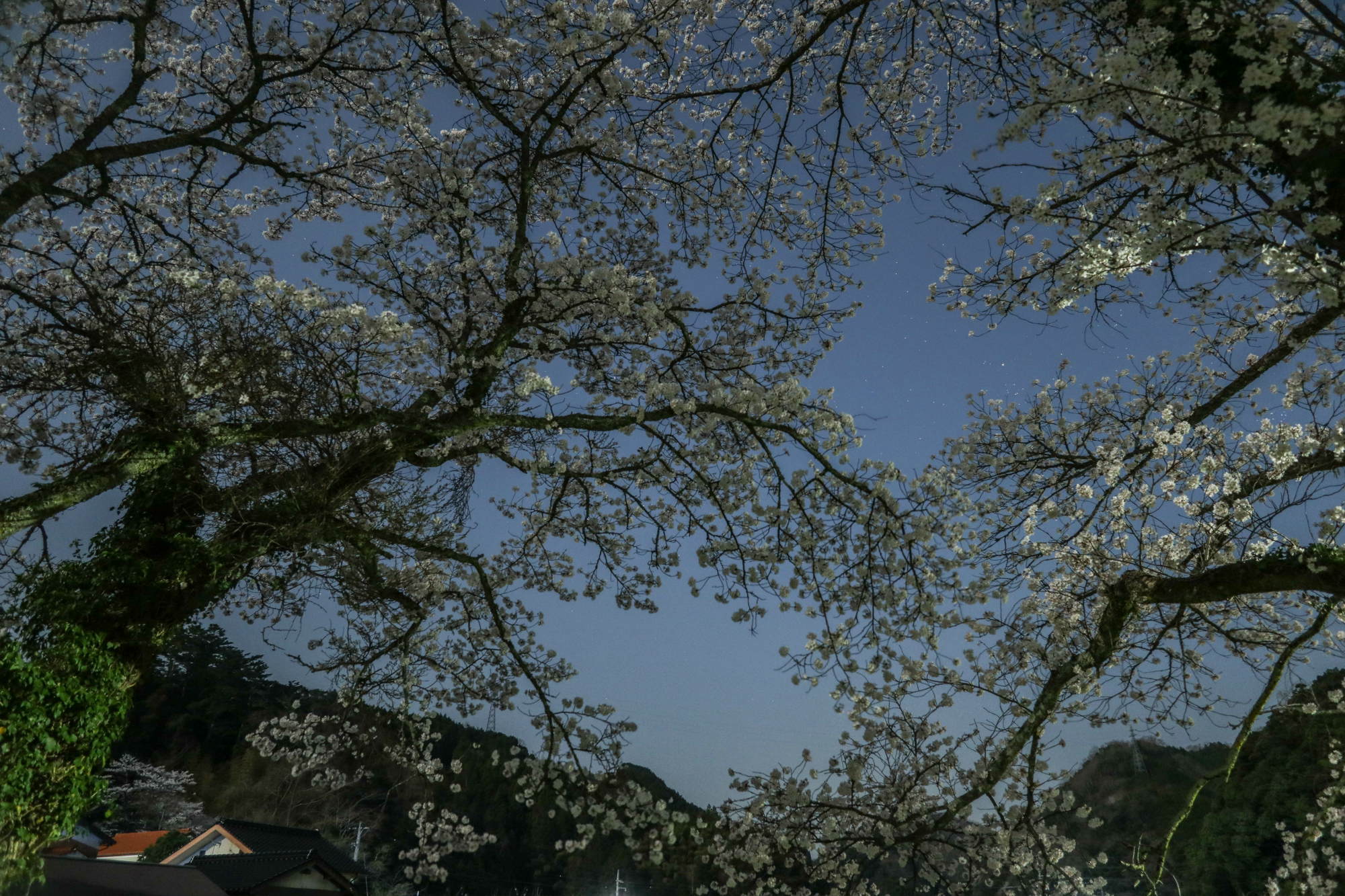 G1XMarkⅢで夜桜を撮る_e0015567_20585713.jpg