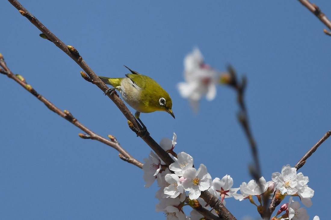 満開の桜にメジロ_f0053272_23202388.jpg
