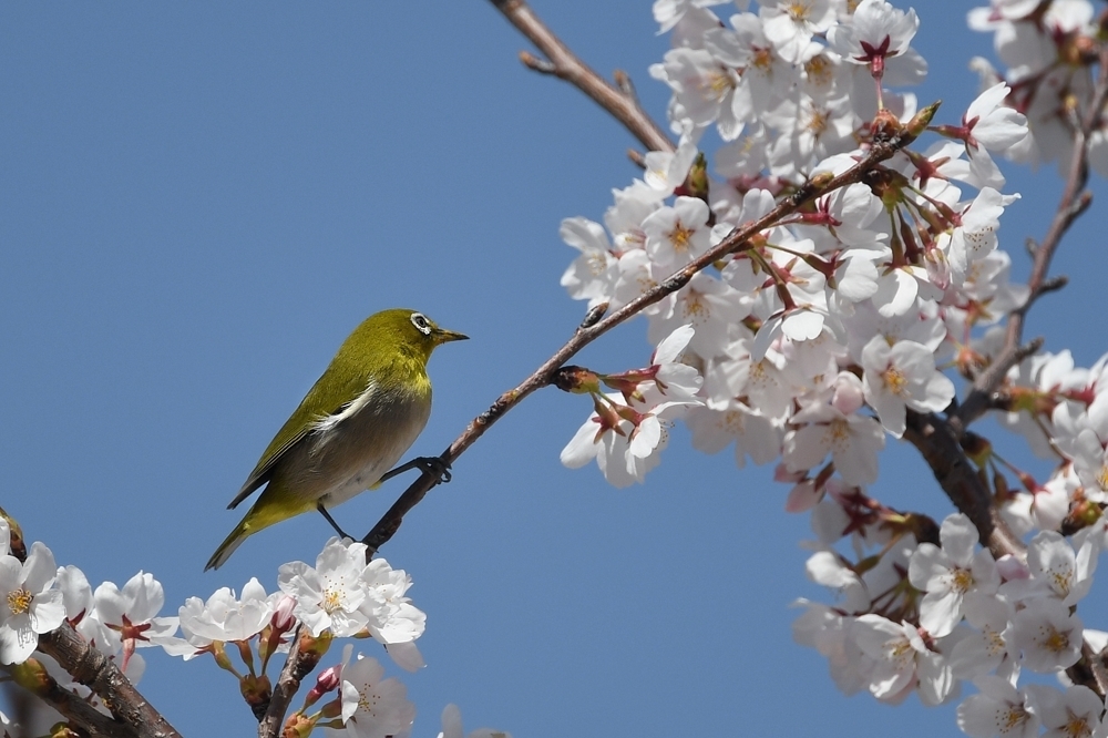 満開の桜にメジロ_f0053272_23231671.jpg
