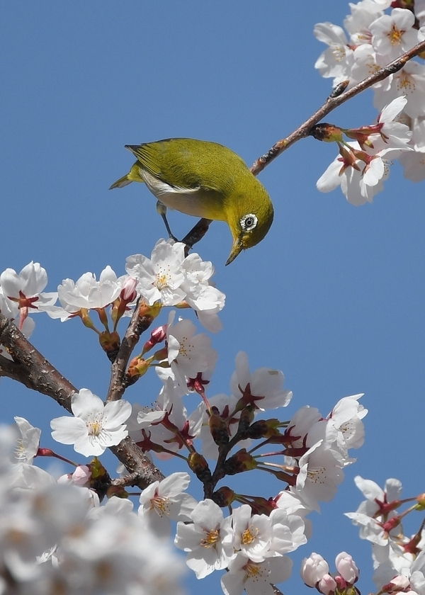 満開の桜にメジロ_f0053272_23232316.jpg