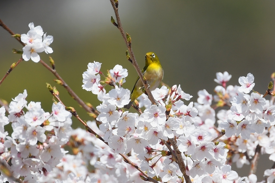 満開の桜にメジロ_f0053272_23253105.jpg