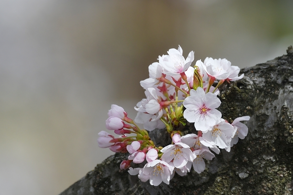 満開の桜にメジロ_f0053272_23263940.jpg