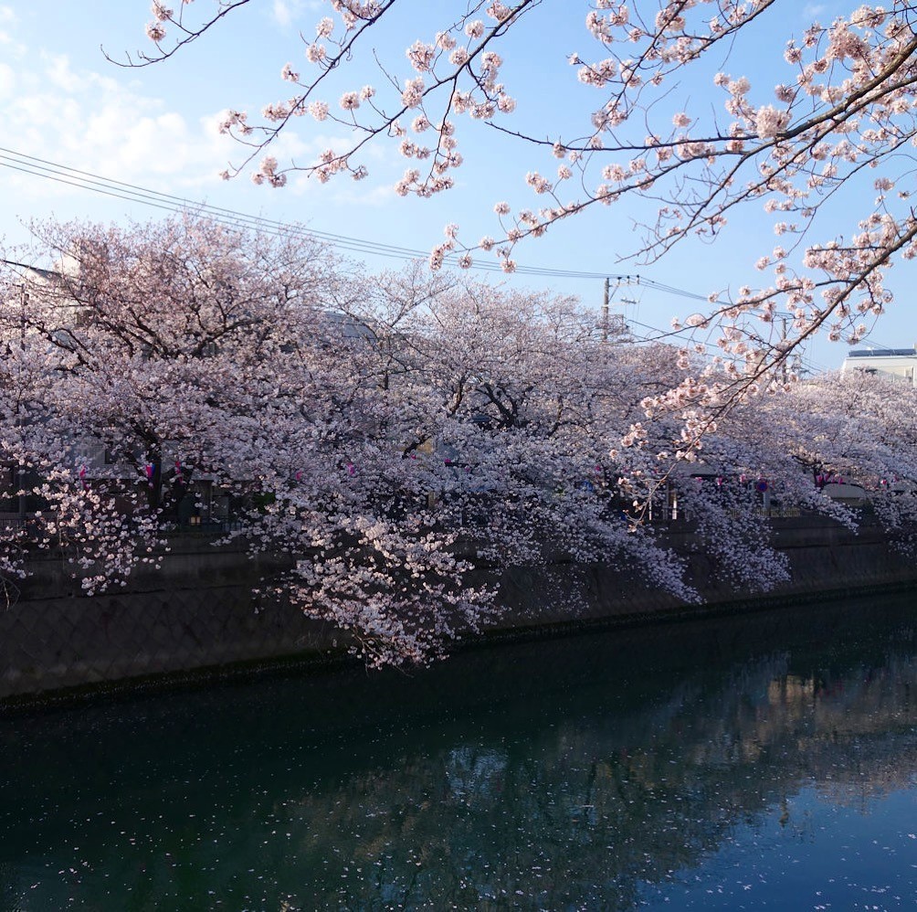 3月も今日でおしまいにゃよ！_d0058182_21202142.jpg