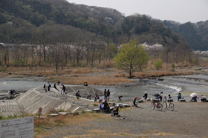 羽村市の桜（3月30日）_d0381582_15163929.jpg