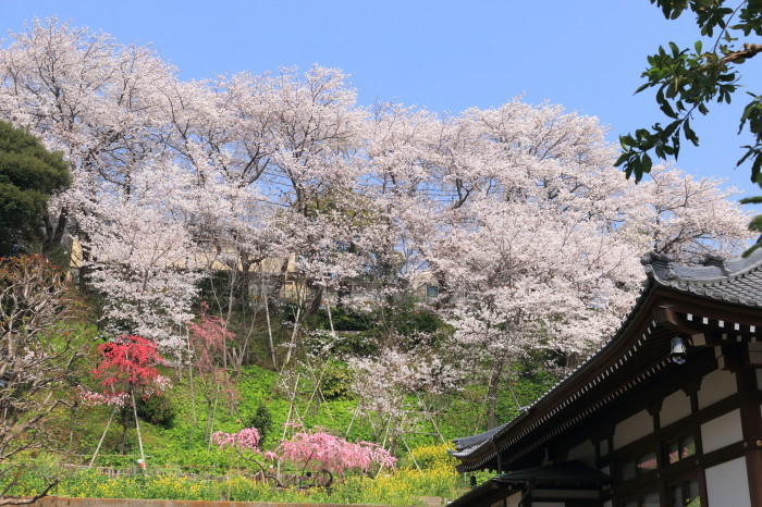 春詣2018「花のお寺 養源寺の朝と夜」_e0320384_06211238.jpg